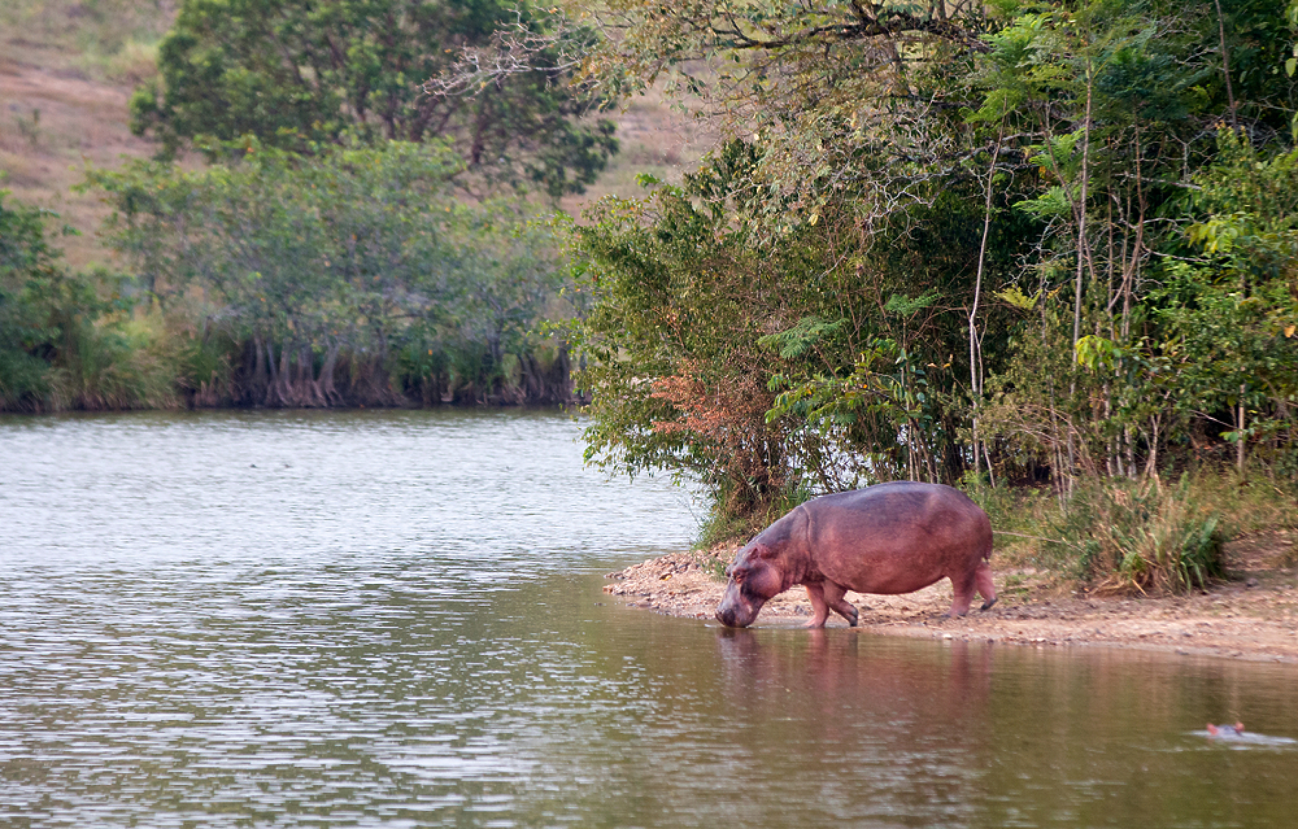 Колумбия ще евтаназира 80 от „кокаиновите хипопотами“ на наркобарона Пабло Ескобар