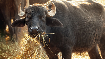 БАБХ потвърди случай на антракс във ферма с биволи в силистренско село