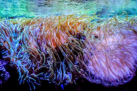 Открития в дълбоките води: учени намират над 110 нови вида риби и безгръбначни в Коралово море