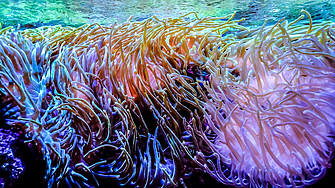 Открития в дълбоките води: учени намират над 110 нови вида риби и безгръбначни в Коралово море