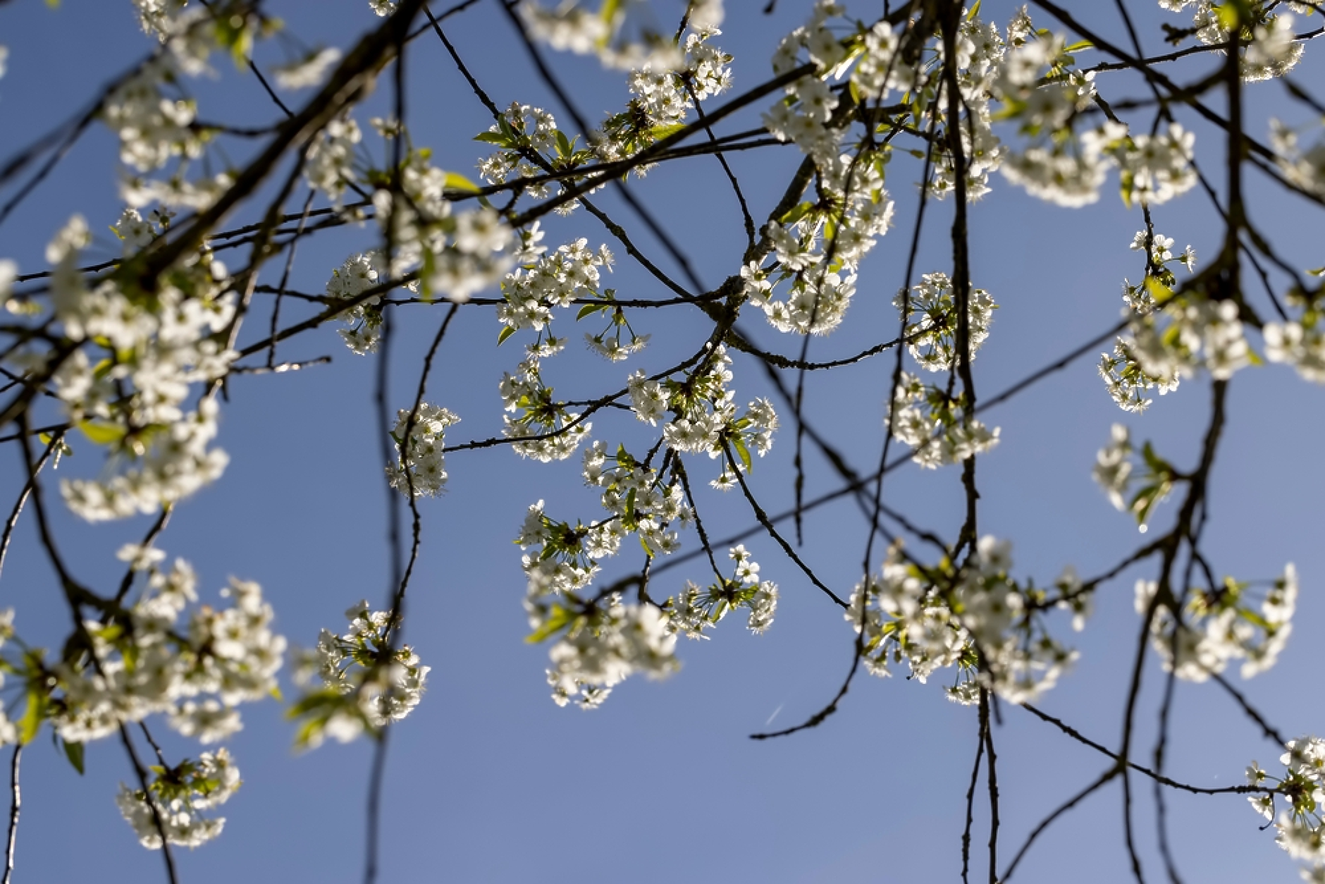 Времето на Цветница: Слънце и краткотрайни превалявания в планините