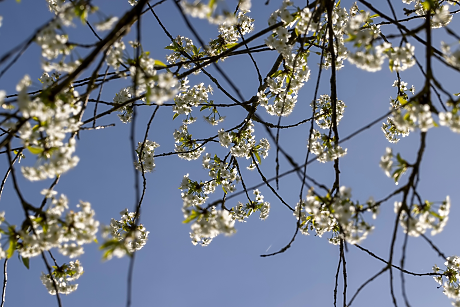 Времето на Цветница: Слънце и краткотрайни превалявания в планините