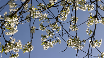 Бонусите на Уолстрийт скочиха с 9% до рекордните 49,2 милиарда долара през 2025 г.