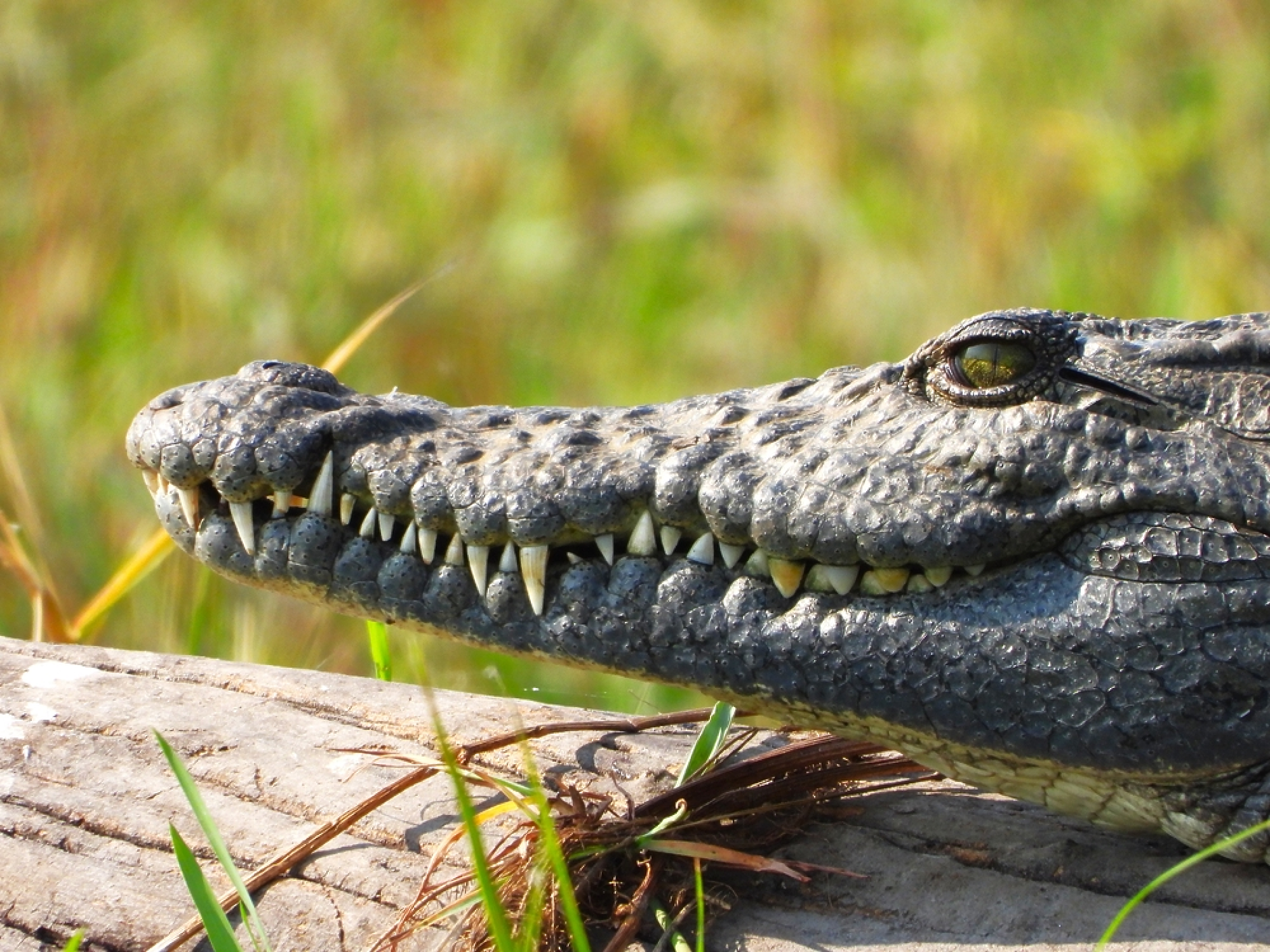 Въпреки оплакванията: Организаторите на Олимпийските игри през 2032 г. в Австралия не се отказват от състезания в река с крокодили
