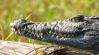 Въпреки оплакванията: Организаторите на Олимпийските игри през 2032 г. в Австралия не се отказват от състезания в река с крокодили