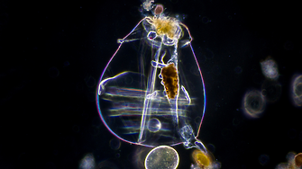 Учени съживиха животно, прекарало 24 000 години в замразено състояние