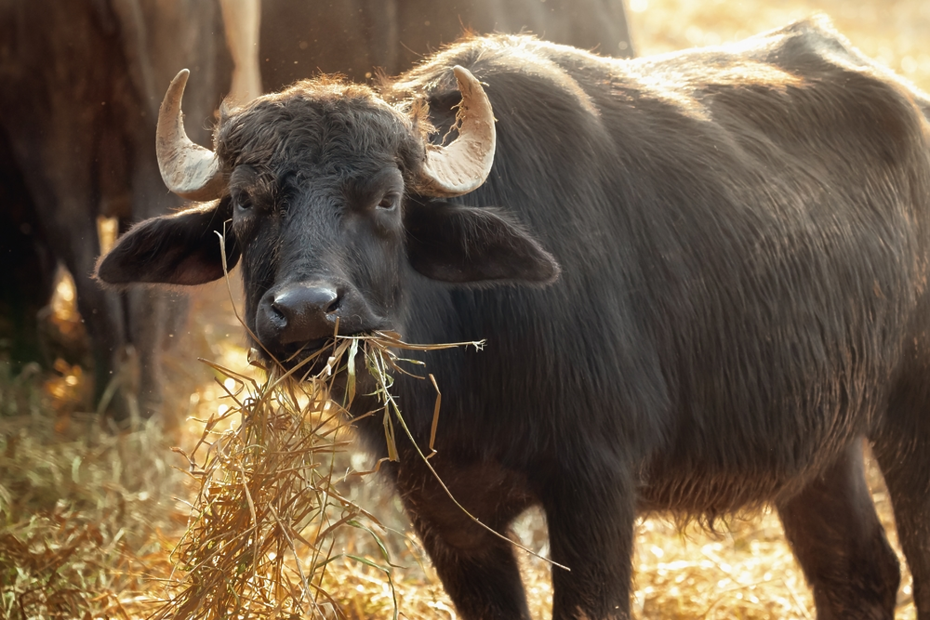Проверява се дали месо от фермата с огнище на антракс е достигнало до търговската мрежа