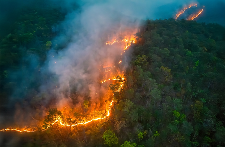 WWF България предупреждава за повишен риск от горски пожари