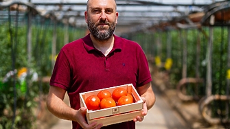 Първите български червени домати за това лято вече са в