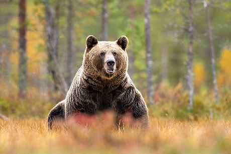 WWF: За 52 години популациите на диви животни в света са намалели със 73%