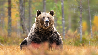 WWF: За 52 години популациите на диви животни в света са намалели със 73%
